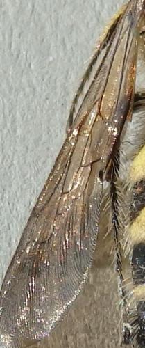 Dielis dorsata